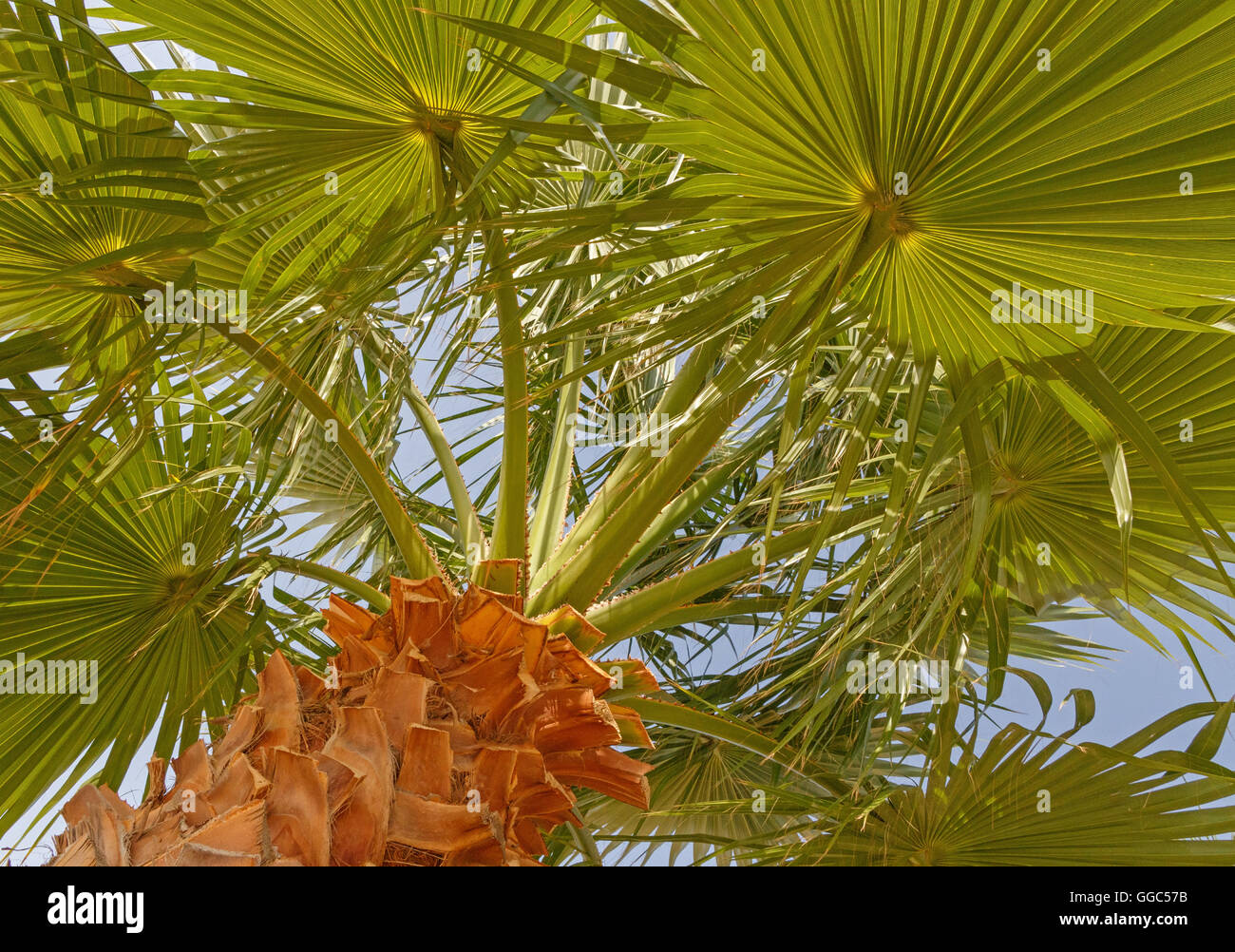 Close up di Palma foglie Foto Stock