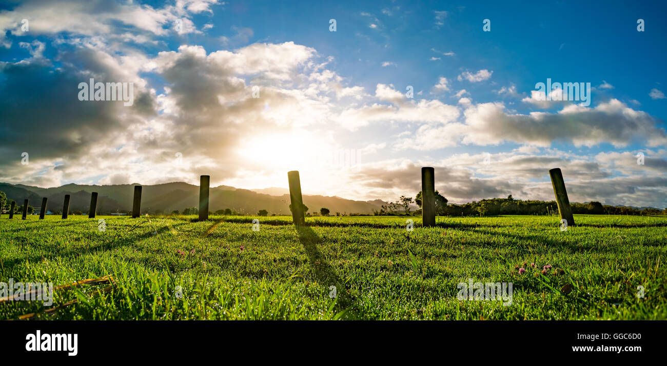 Nuova Zelanda campo verde all'alba o al tramonto Foto Stock