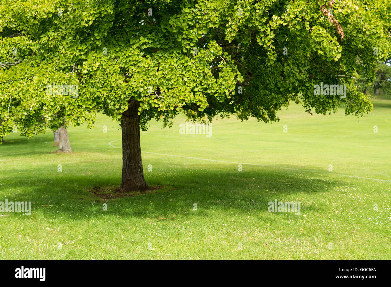 Ginkgo biloba albero del fogliame Foto Stock