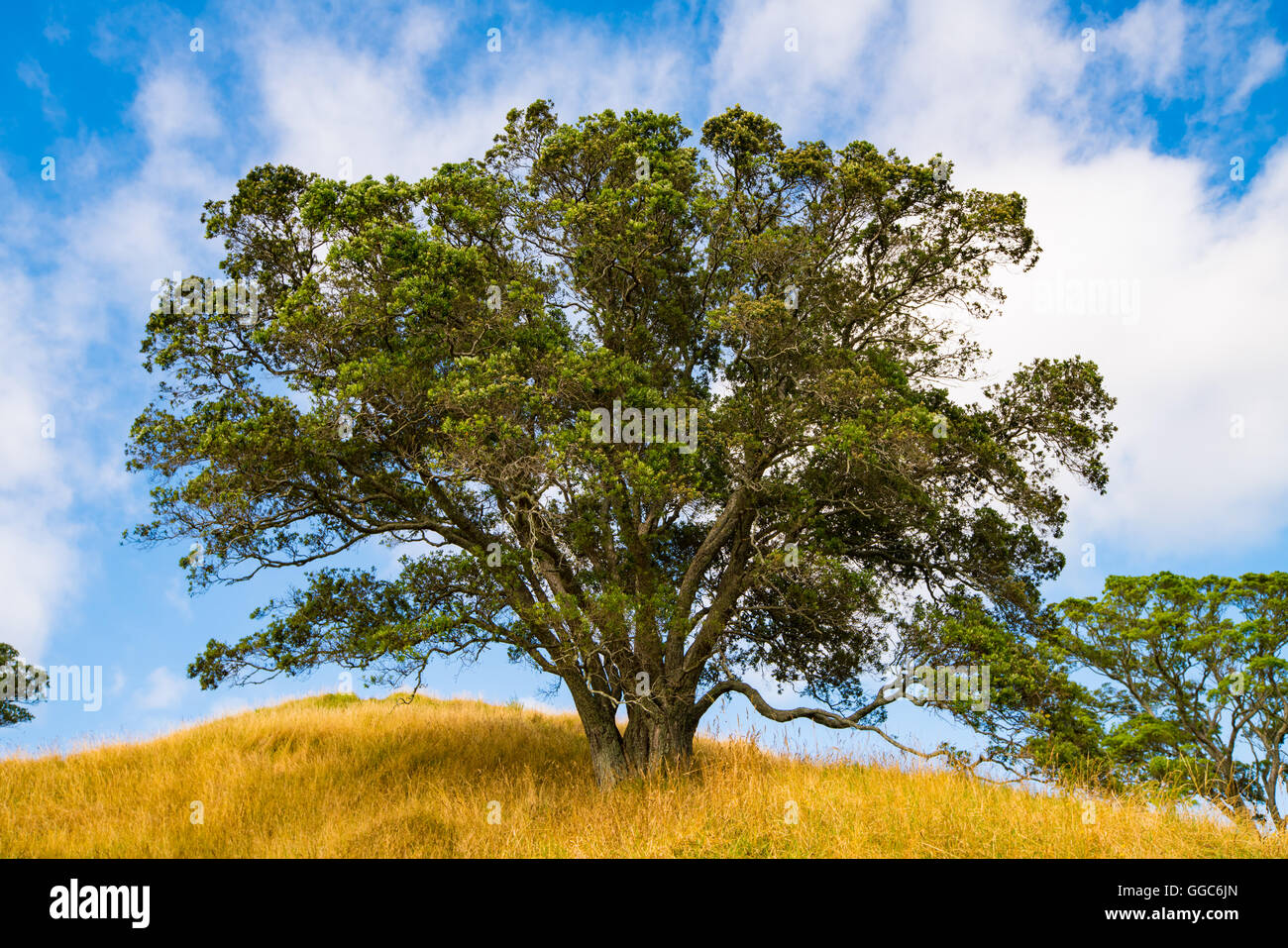 Unico albero in piedi da solo Foto Stock