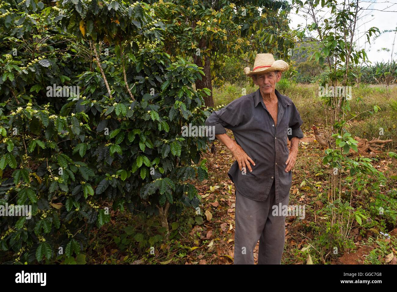 Il tabacco cubano agricoltore sembra cordiale nella fotocamera Foto Stock