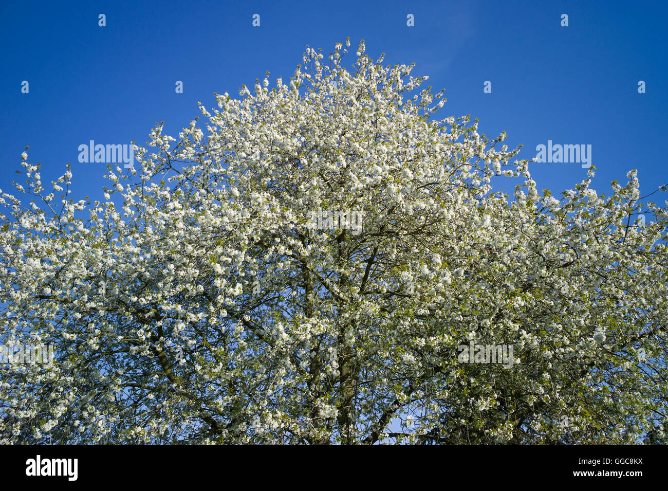 Un selvatico ciliegio in piena fioritura in primavera Foto Stock