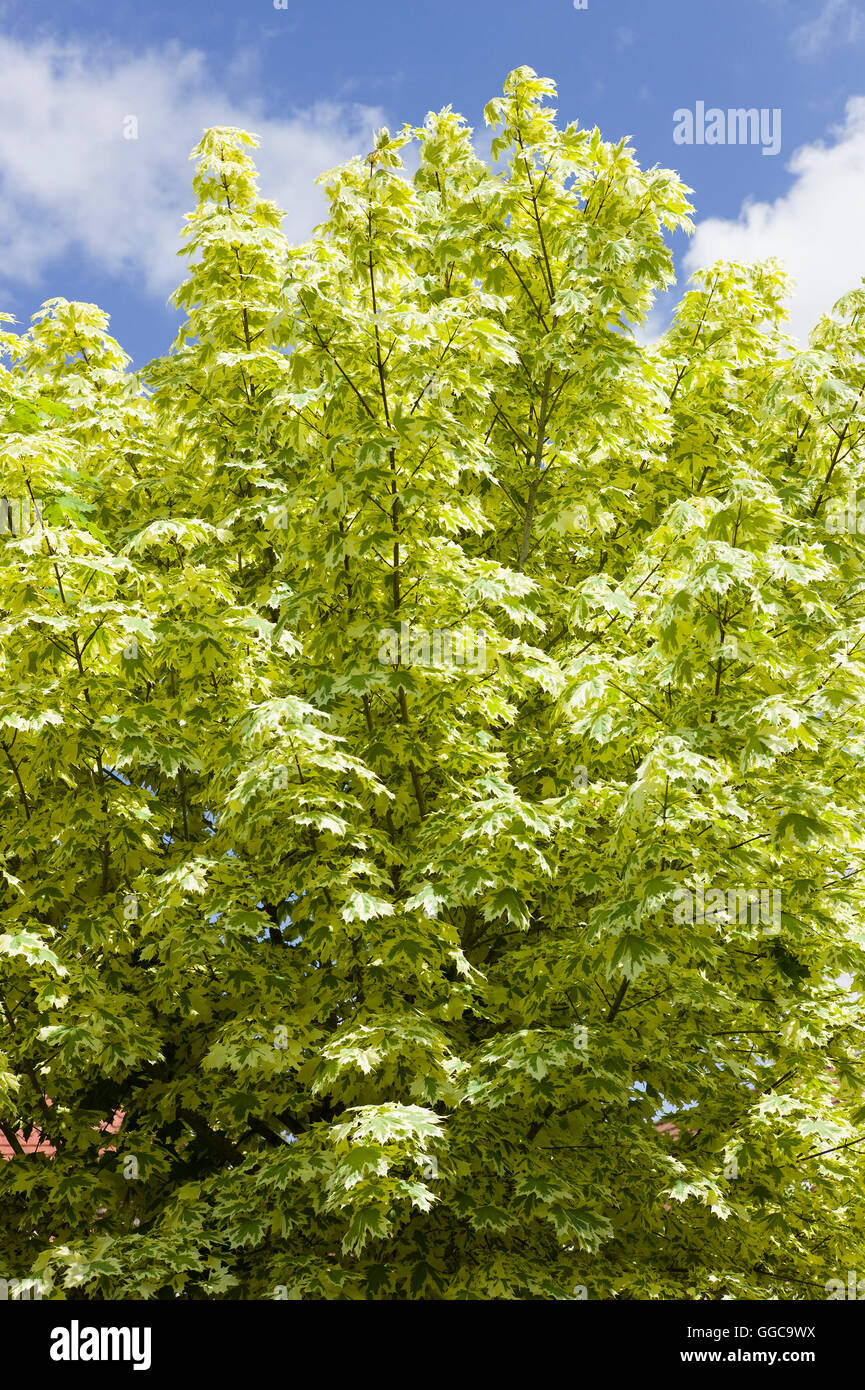 Il fogliame variegato di Acer platanoides Drummondii in un giardino urbano Foto Stock
