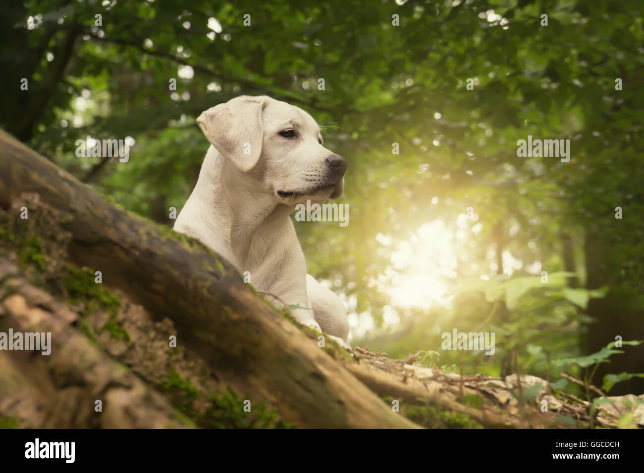 Labrader cucciolo di cane nella foresta in estate sunrise a piedi Foto Stock