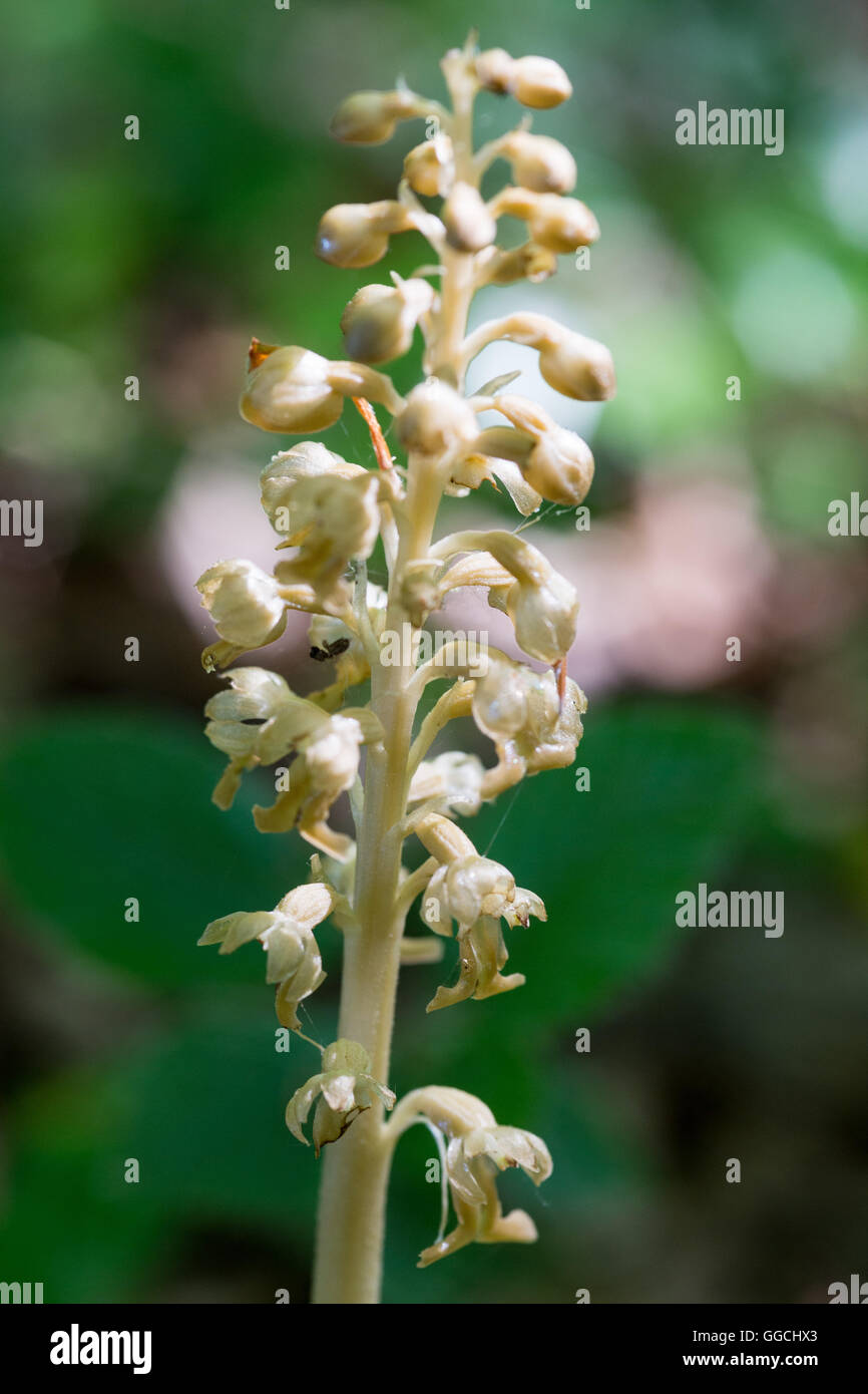 Birdsnest orchidea profondo bosco ombreggiato in estate 2016 Foto Stock