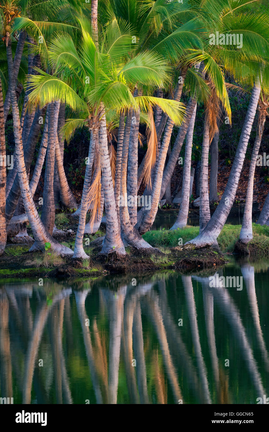 Palme riflettendo in acqua di Lahuipua'a e Kaaiopio stagni. Isola di Hawaii Foto Stock