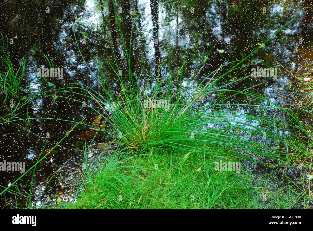 Erba della foresta, foresta verde, fiume della foresta, erba verde Foto Stock