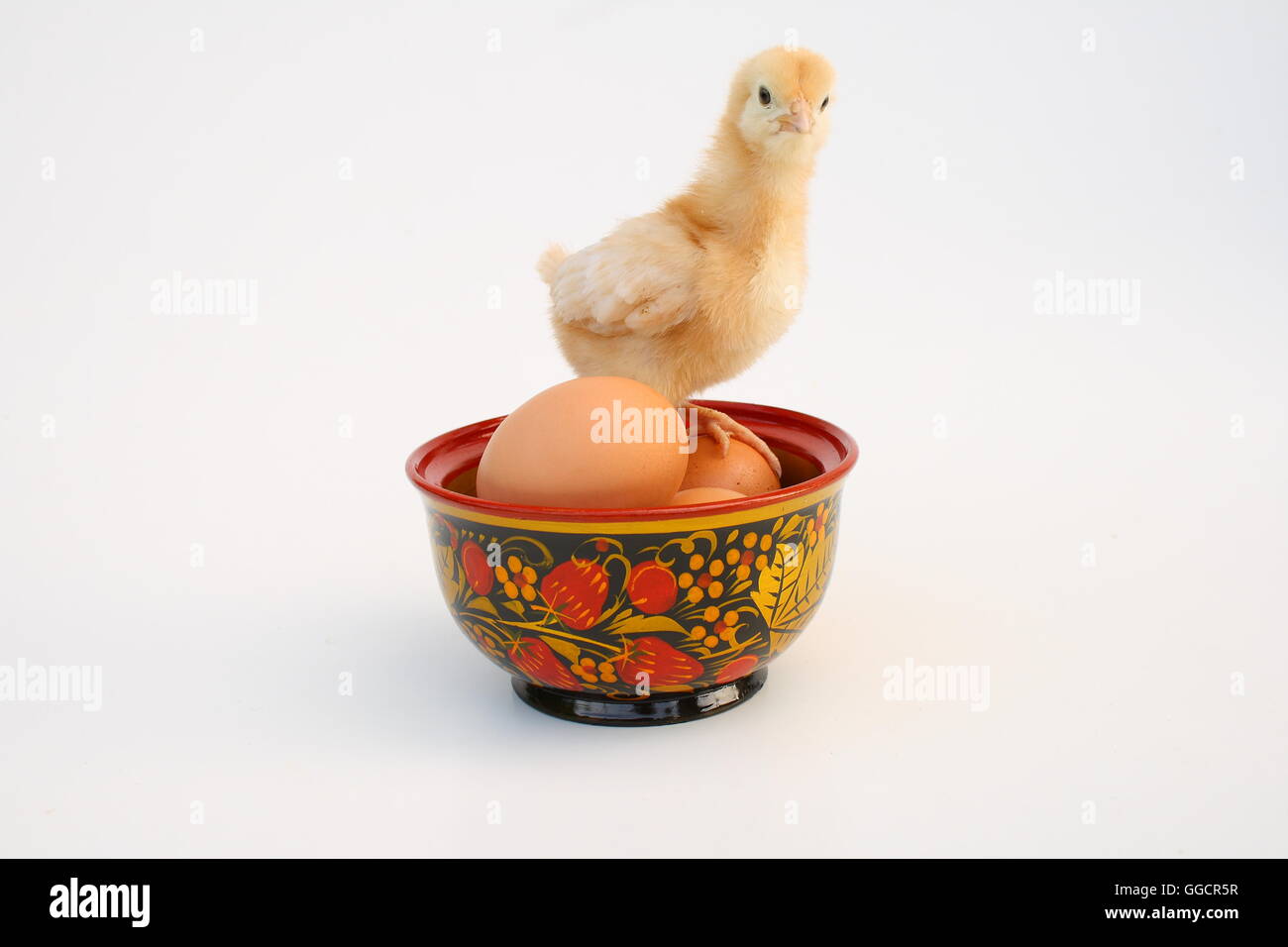 In un cesto di uova e di pollo Foto Stock