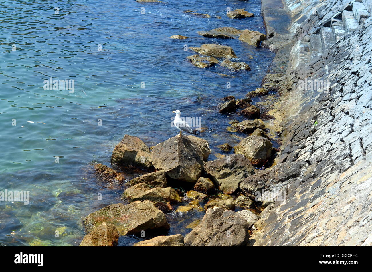 Gabbiano bianco seduto a La costa azzurra del mare Foto Stock