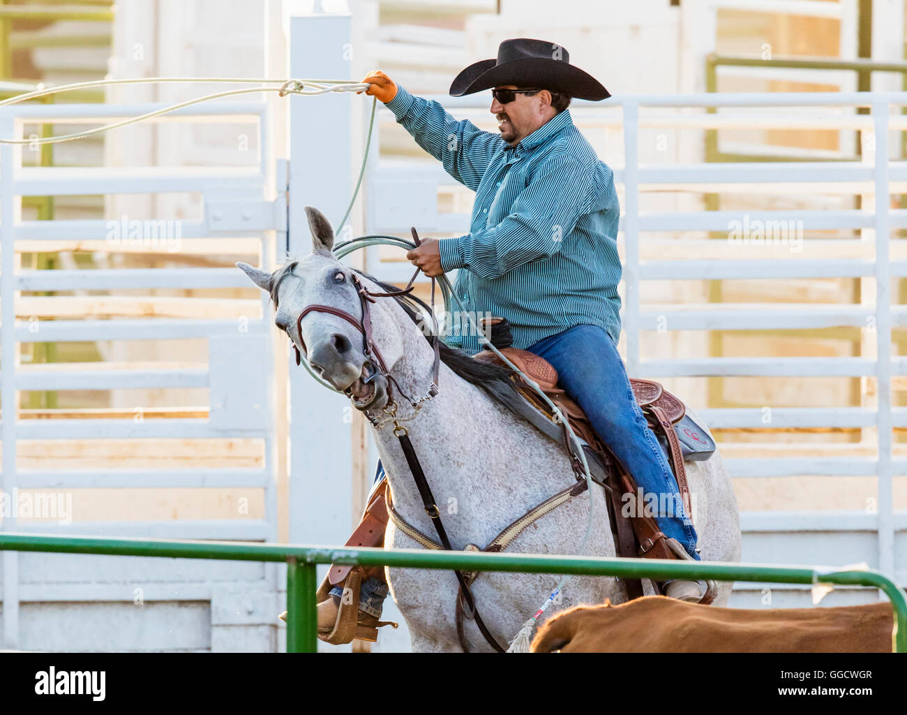 Rodeo cowboy a cavallo in competizione in Team roping del vitello, o tie-down roping evento, Chaffee County Fair & Rodeo, Salida, Colorado Foto Stock
