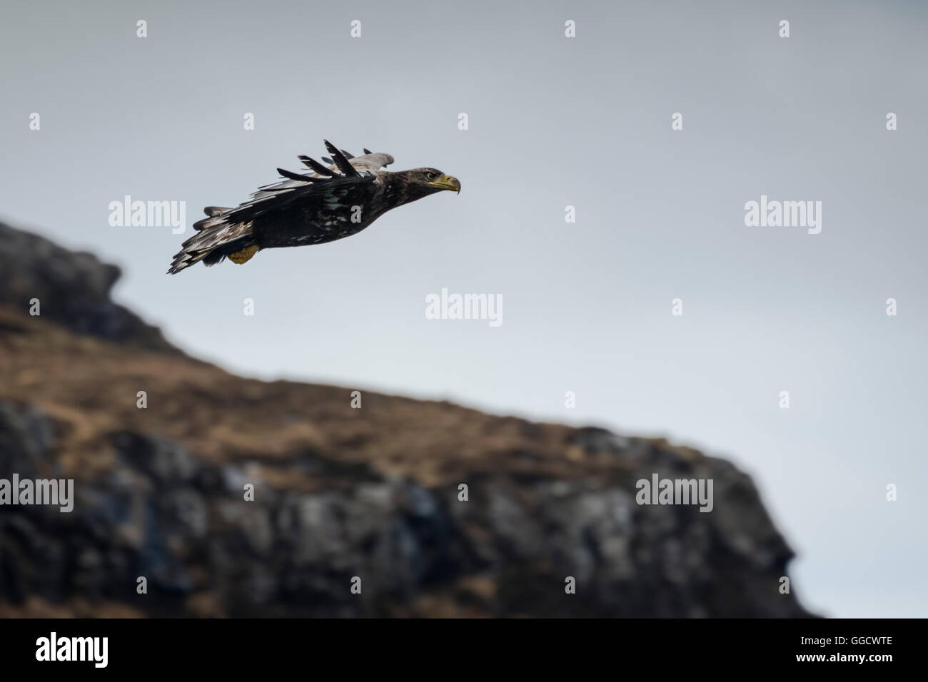 I capretti bianco-tailed eagle in volo Foto Stock