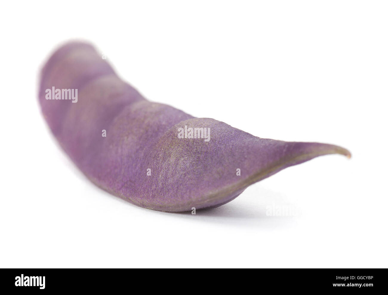 Viola vegetale di fagiolo isolati su sfondo bianco Foto Stock