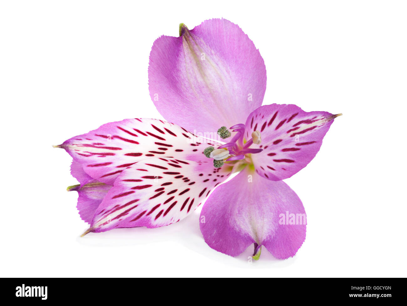 Alstroemeria flower head closeup isolati su sfondo bianco Foto Stock