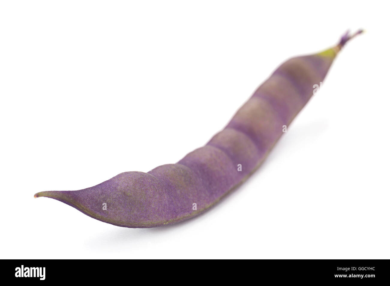 Viola vegetale di fagiolo isolati su sfondo bianco Foto Stock