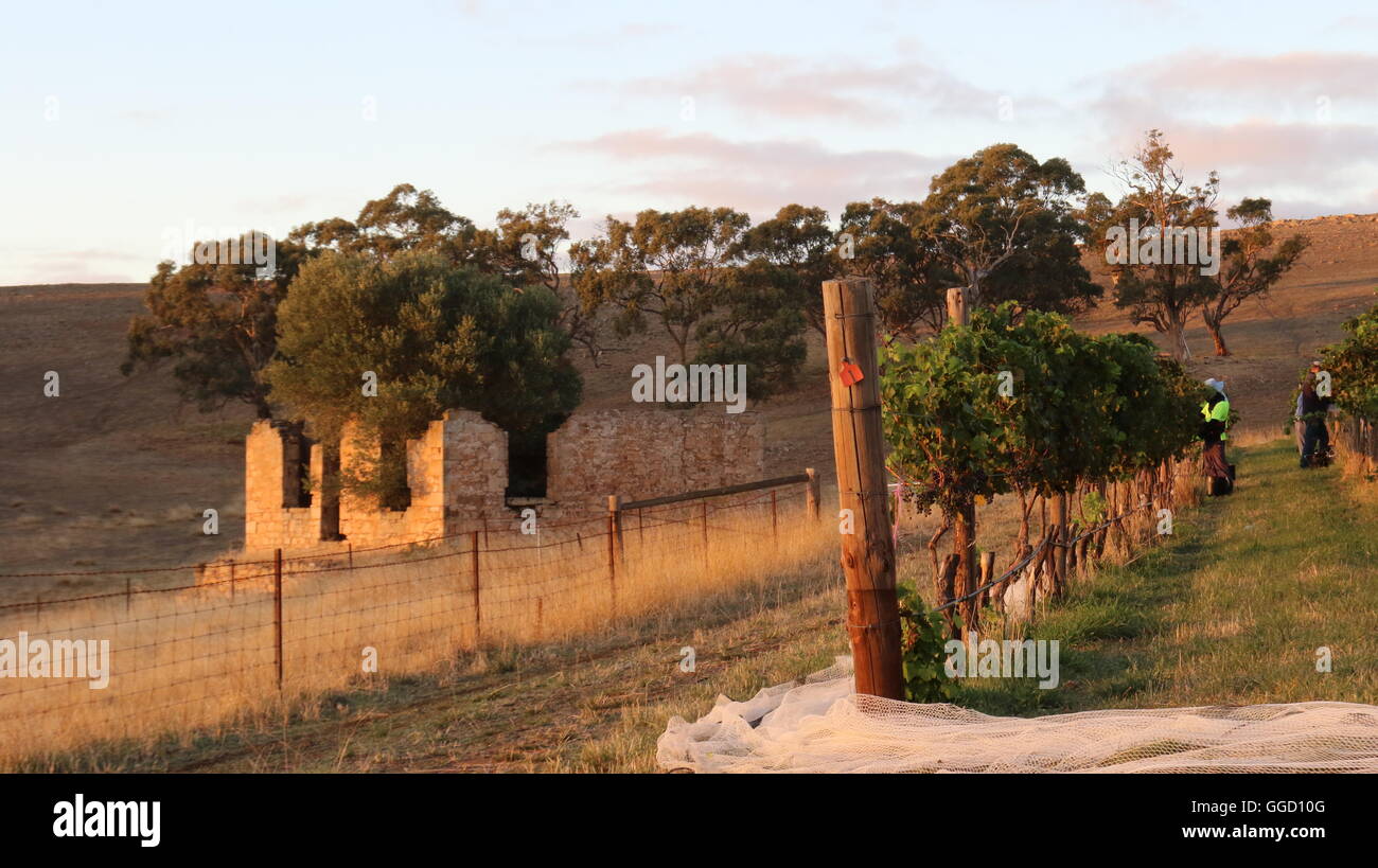 Una fila di vitigni a Gaia vigna di Jeffrey Grosset Vini, Clare Valley, Australia Foto Stock