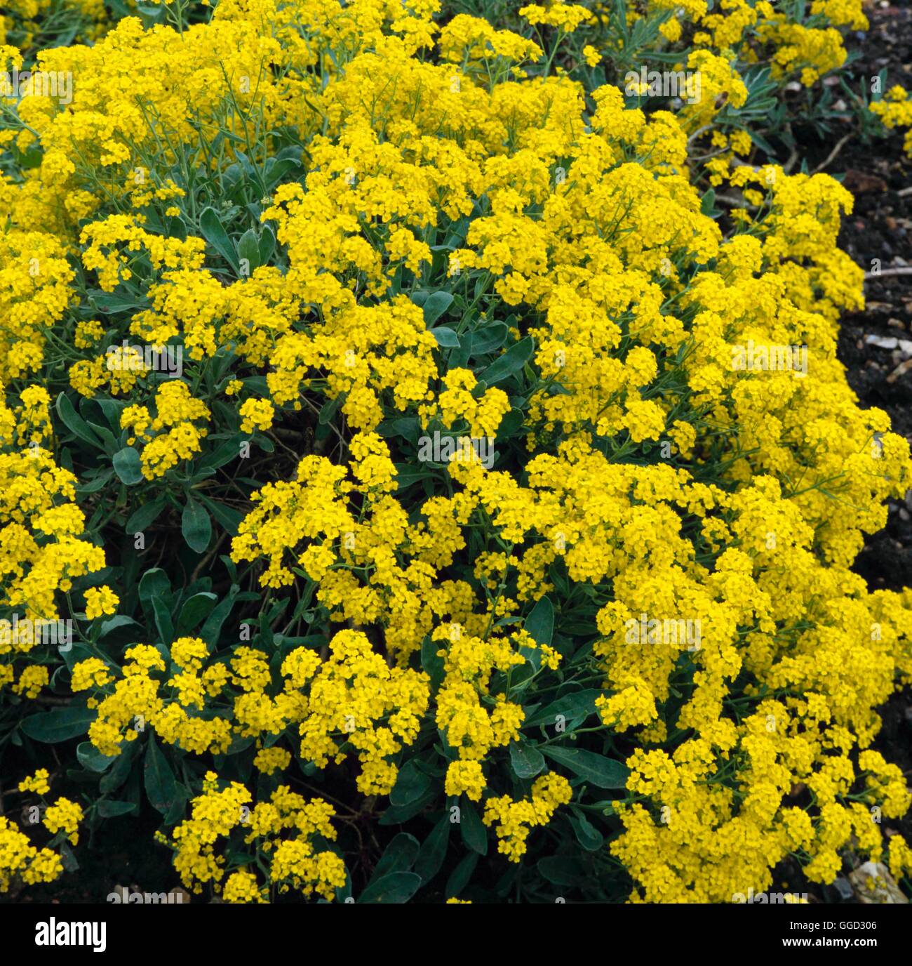 Aurinia saxatilis AGM. - (Syn. Alyssum saxatile) ALP000430 Foto Stock