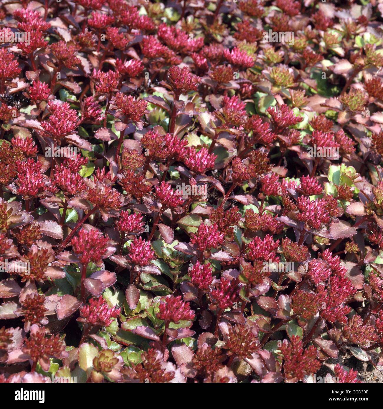 Sedum spurium - 'Purpurteppich' (Syn s.s. "Tappeto viola') ALP001660 /Phot  Foto stock - Alamy
