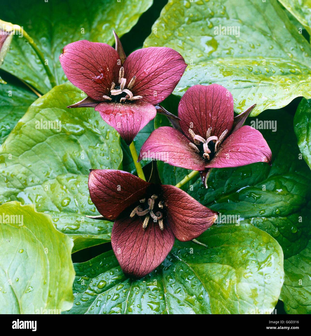 Trillium erectum AGM ALP010772 Foto Stock