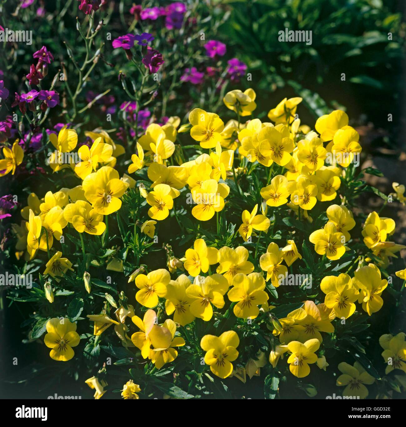 Viola gracilis - 'Lutea' ALP021428 Foto Stock