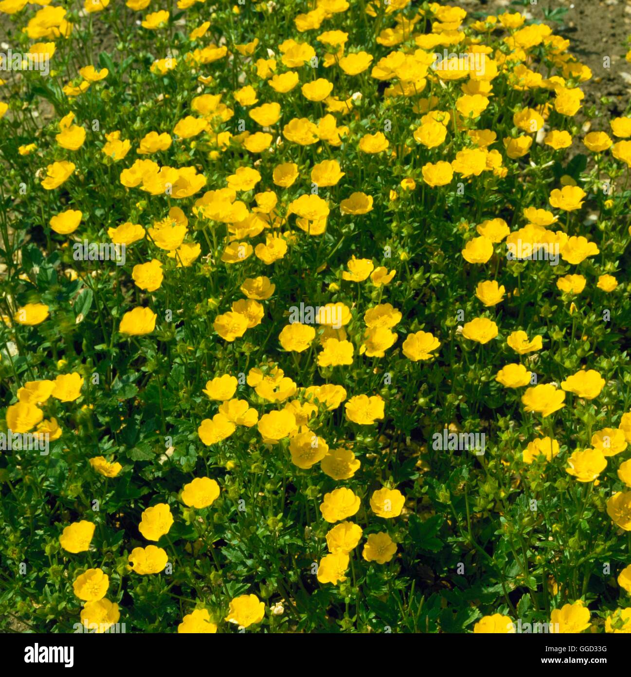 Potentilla aurea - ssp. chrysocraspeda (Syn. P. ternata) ALP024737 /foto Foto Stock