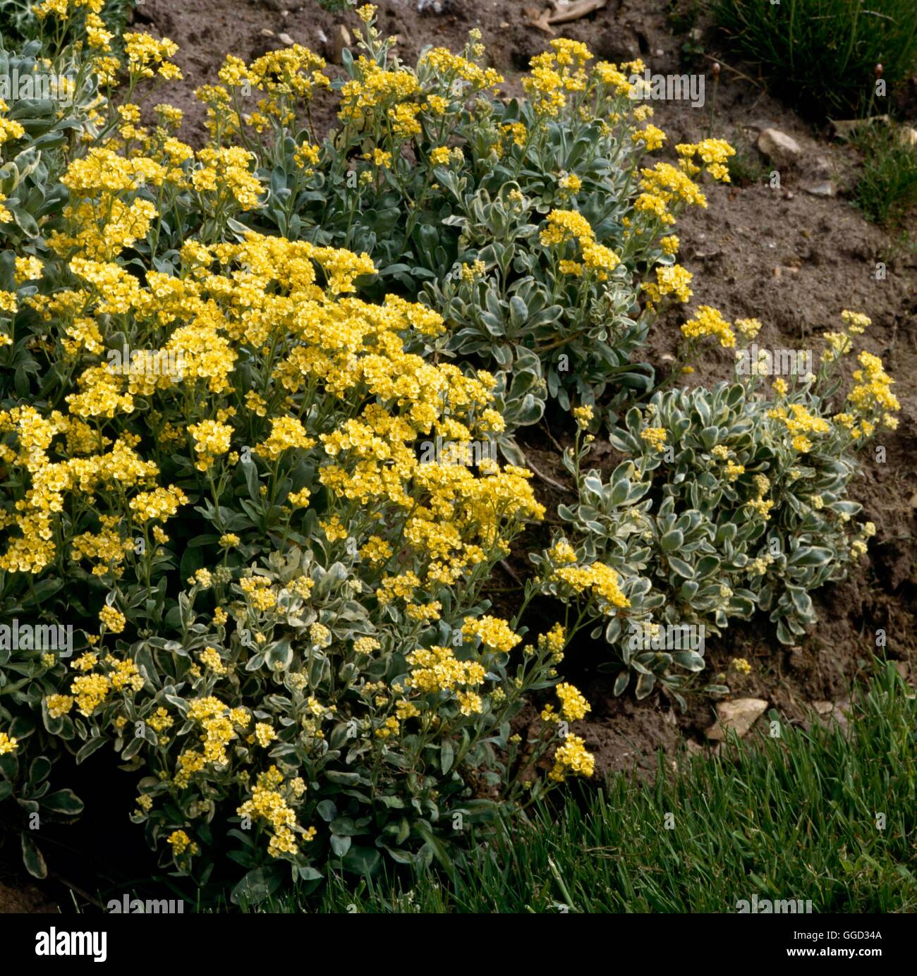 Aurinia saxatilis - 'Dudley variegato Nevill' ALP032120 Foto Stock