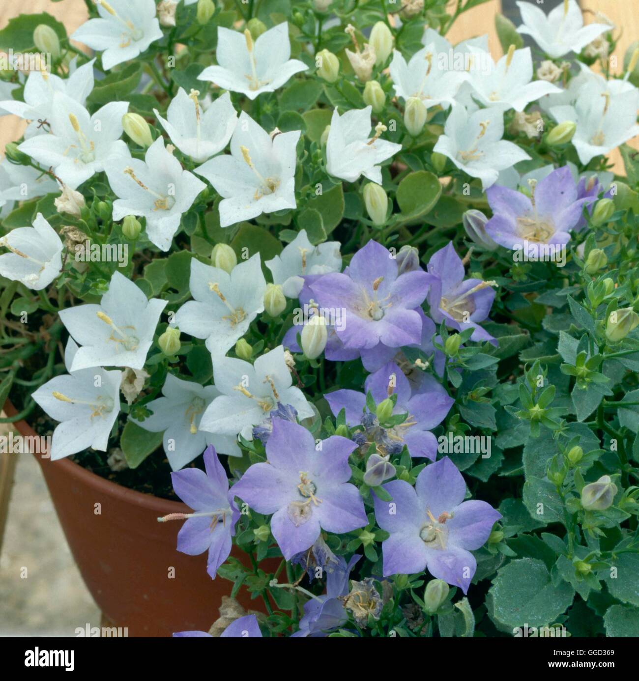 Campanula isophylla AGM - e la Campanula isophylla "Alba" AGM ALP041077 /Ph Foto Stock