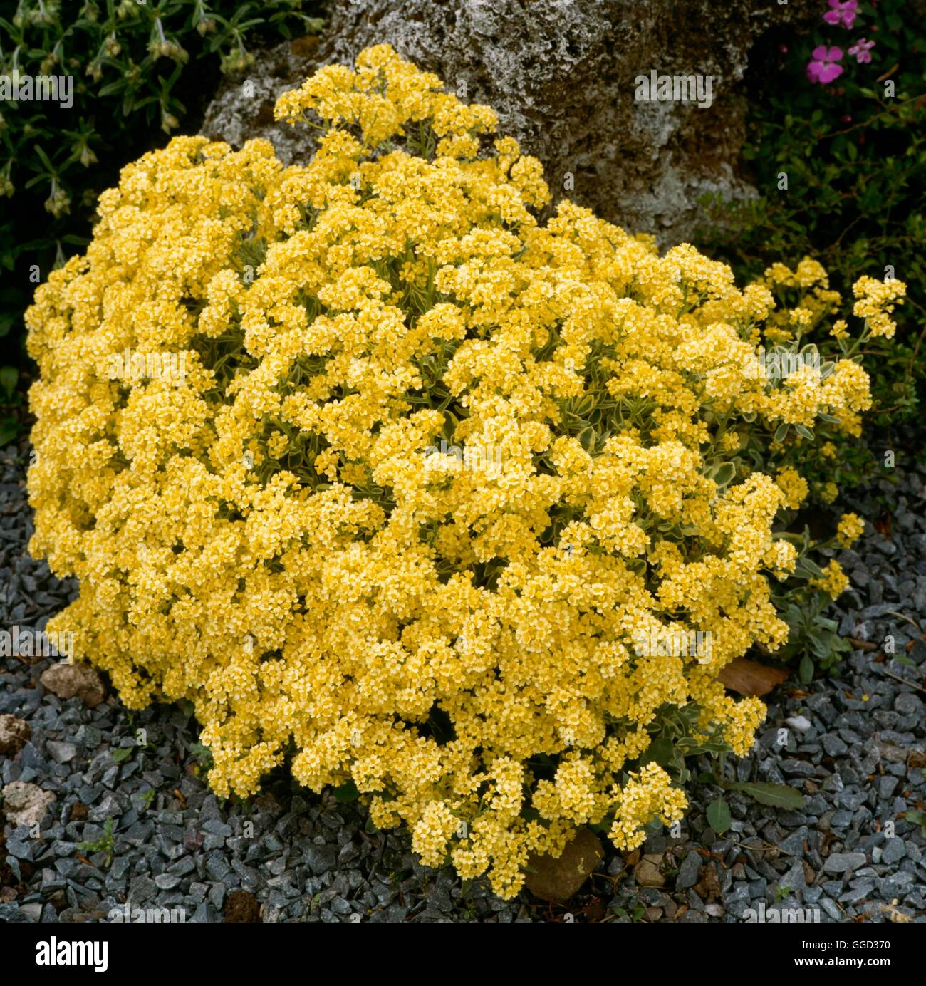 Aurinia saxatilis - 'Dudley variegato Nevill' ALP043598 Foto Stock