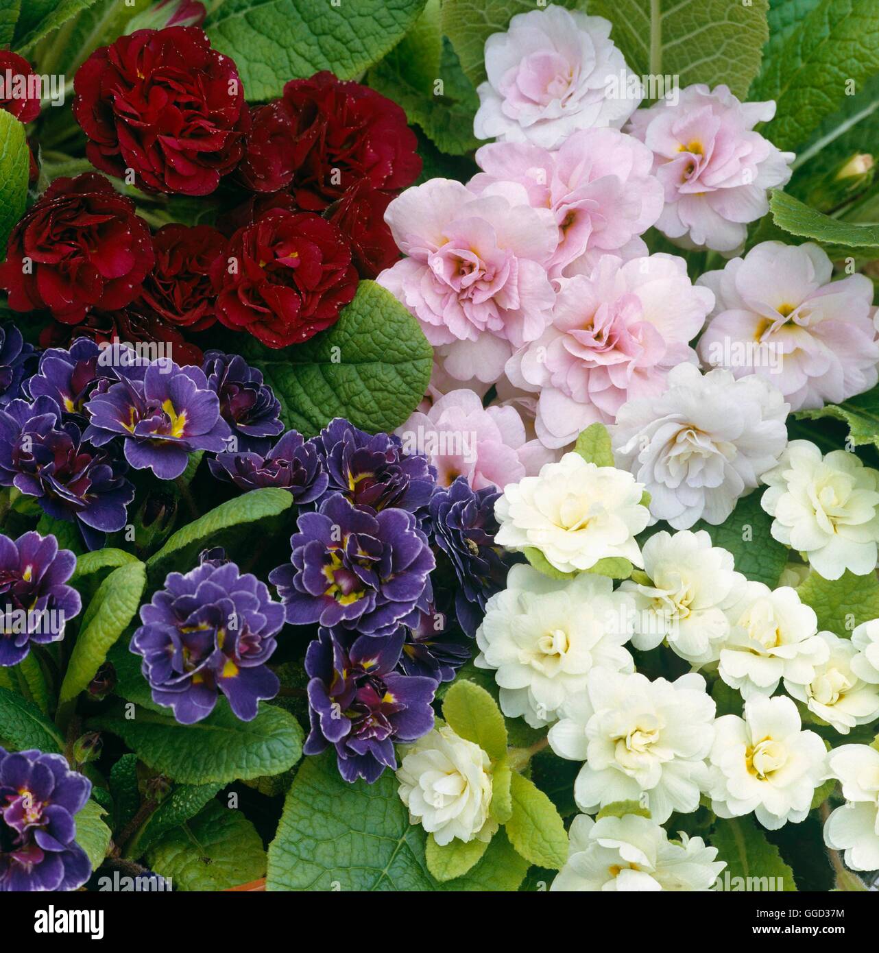 Primula - doppio misto varietà ALP055277 Foto Stock