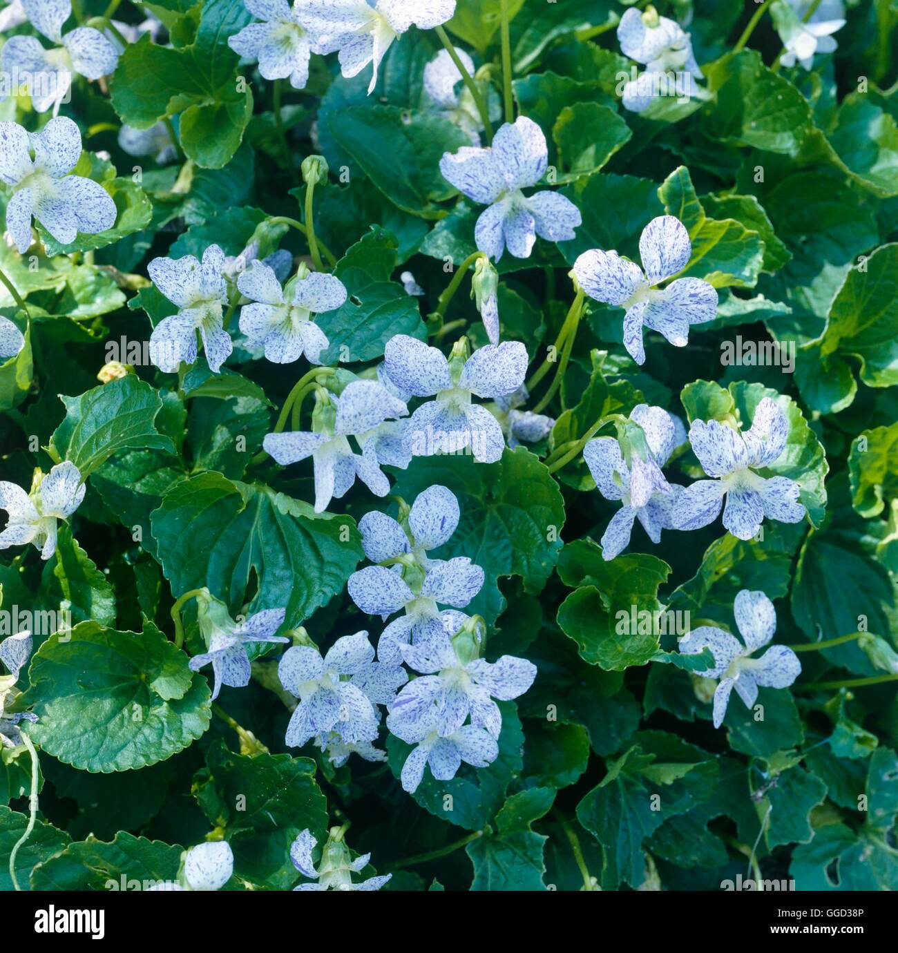 Viola sororia - 'lentiggini' (HDRA - organico) ALP062412 Foto Stock