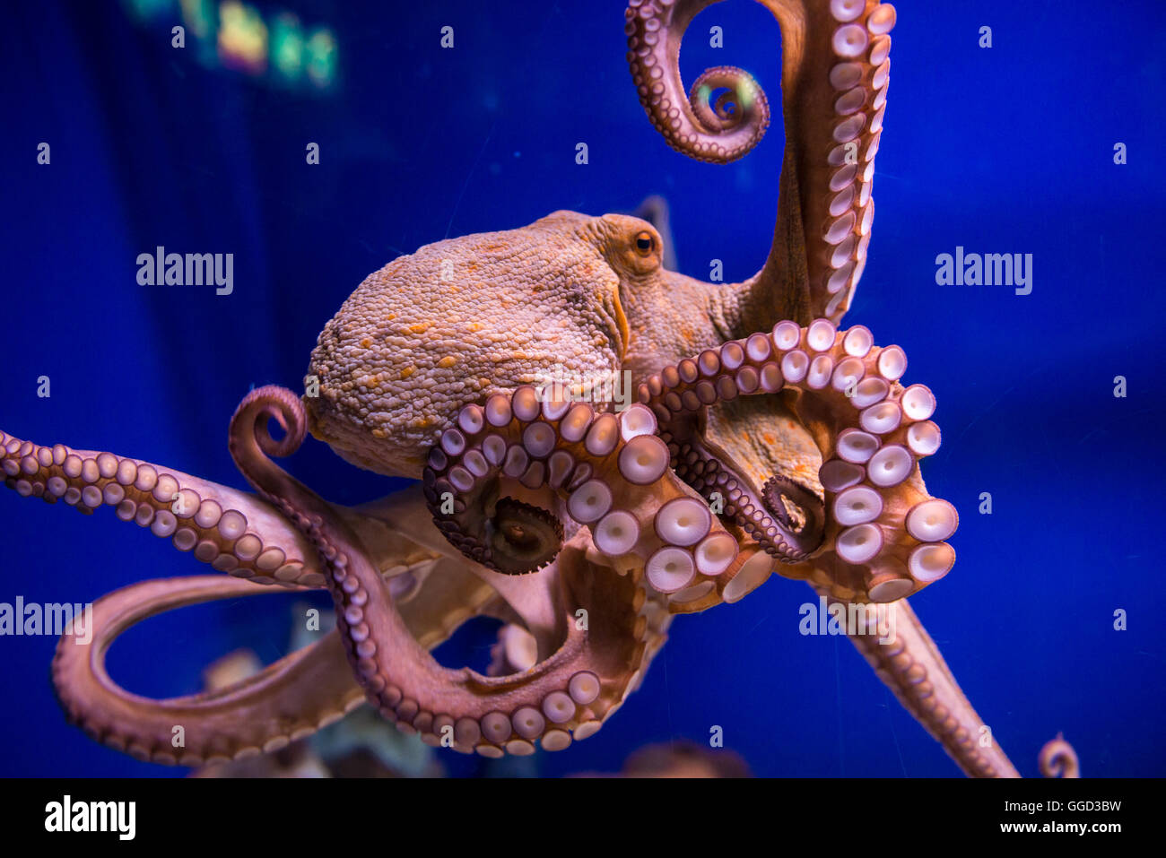 Classe cefalopodi mollusco - Octopus vulgaris (polpo) in Acquario di Barcellona, Port Vell porto di Barcellona, Spagna Foto Stock