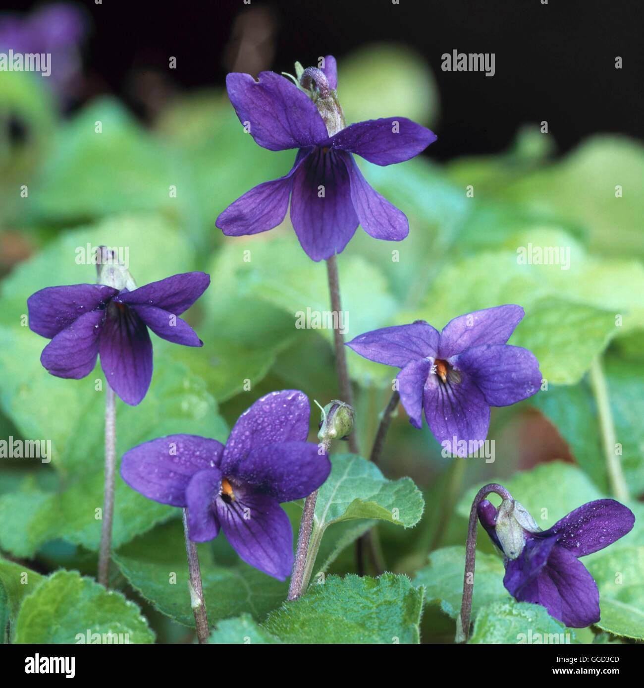Viola odorata ALP111642 Foto Stock