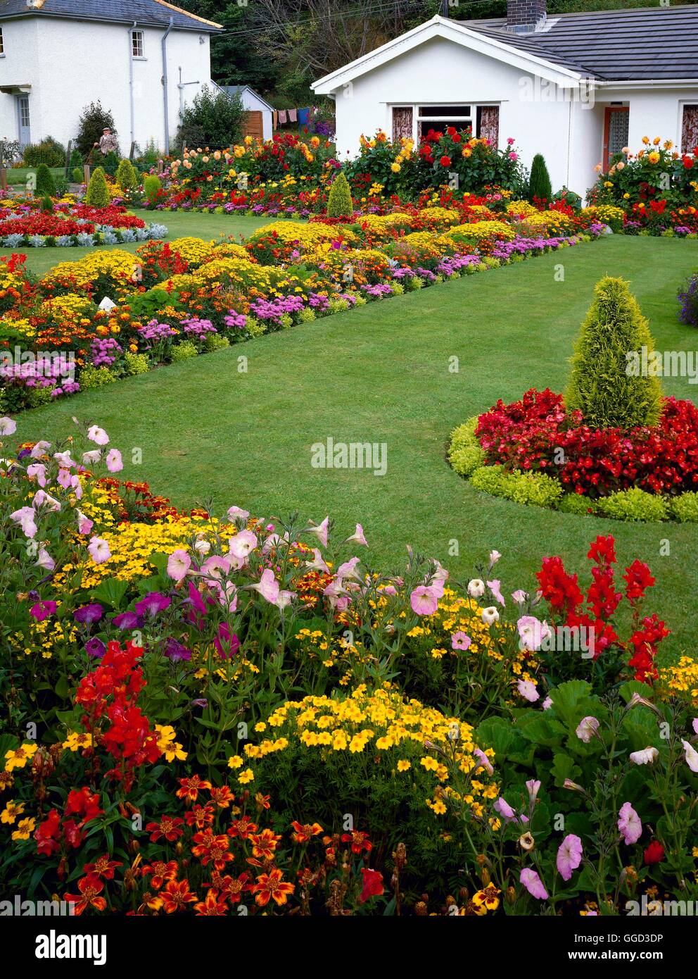 Giardino annuali ANG082108 Foto Stock