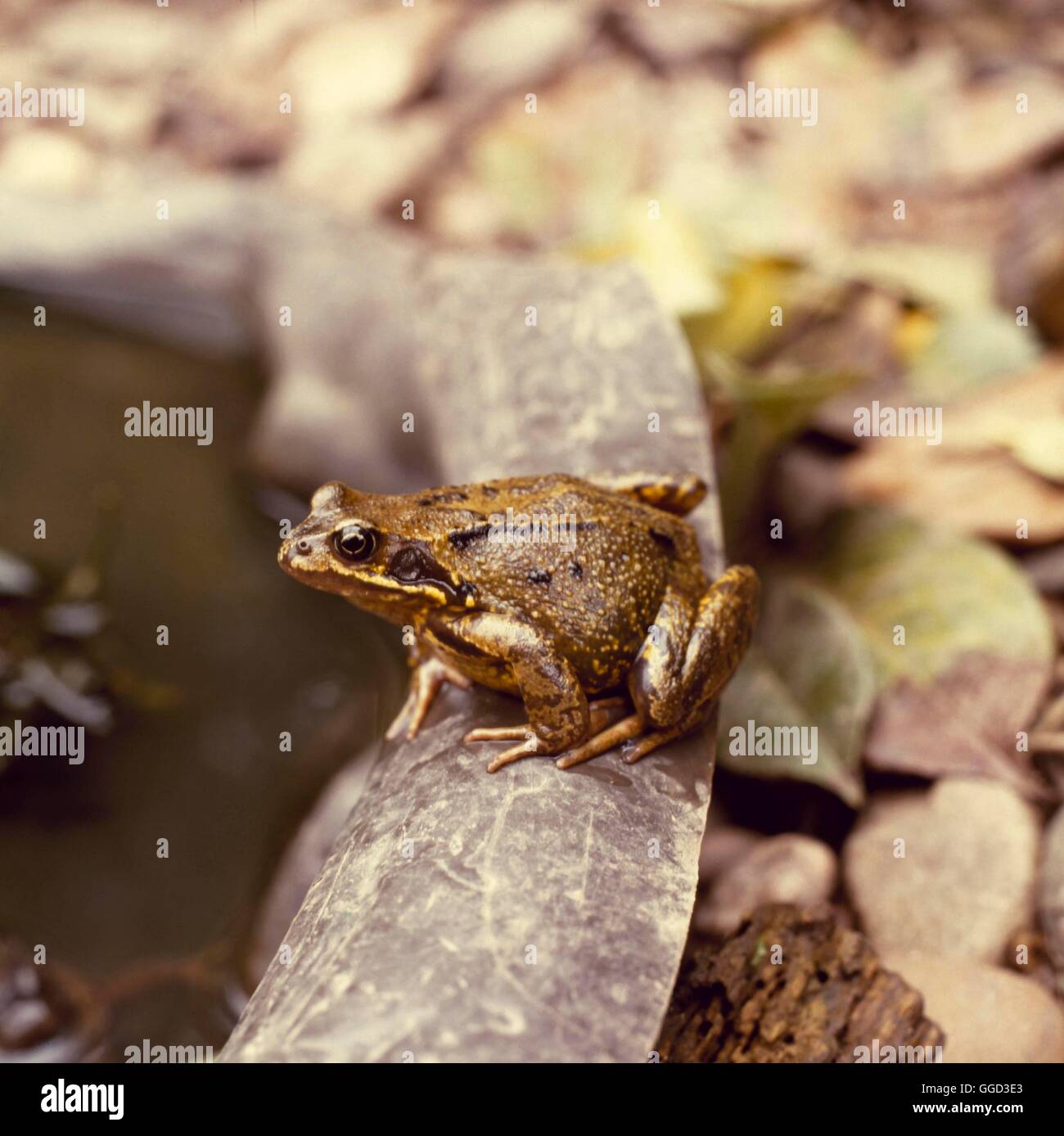 Rana - Rana comune (Rana temporaria) (fotografo: RB) ANI041378 /Photosh Foto Stock