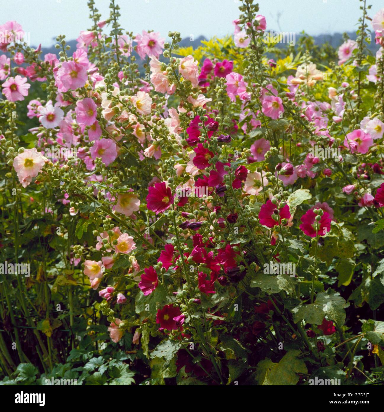 Hollyhocks - misti (Alcea rosea) ANN044601 Foto Stock