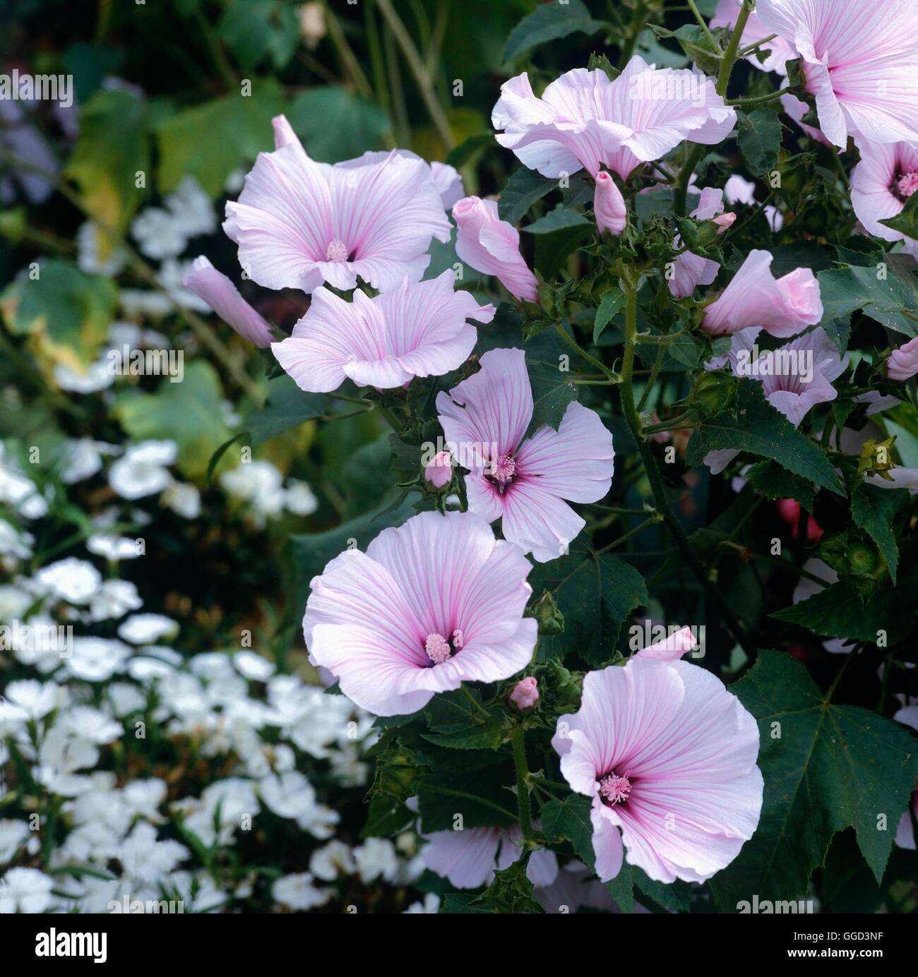 Lavatera trimestris - 'bellezza Rose' ANN052650 Foto Stock