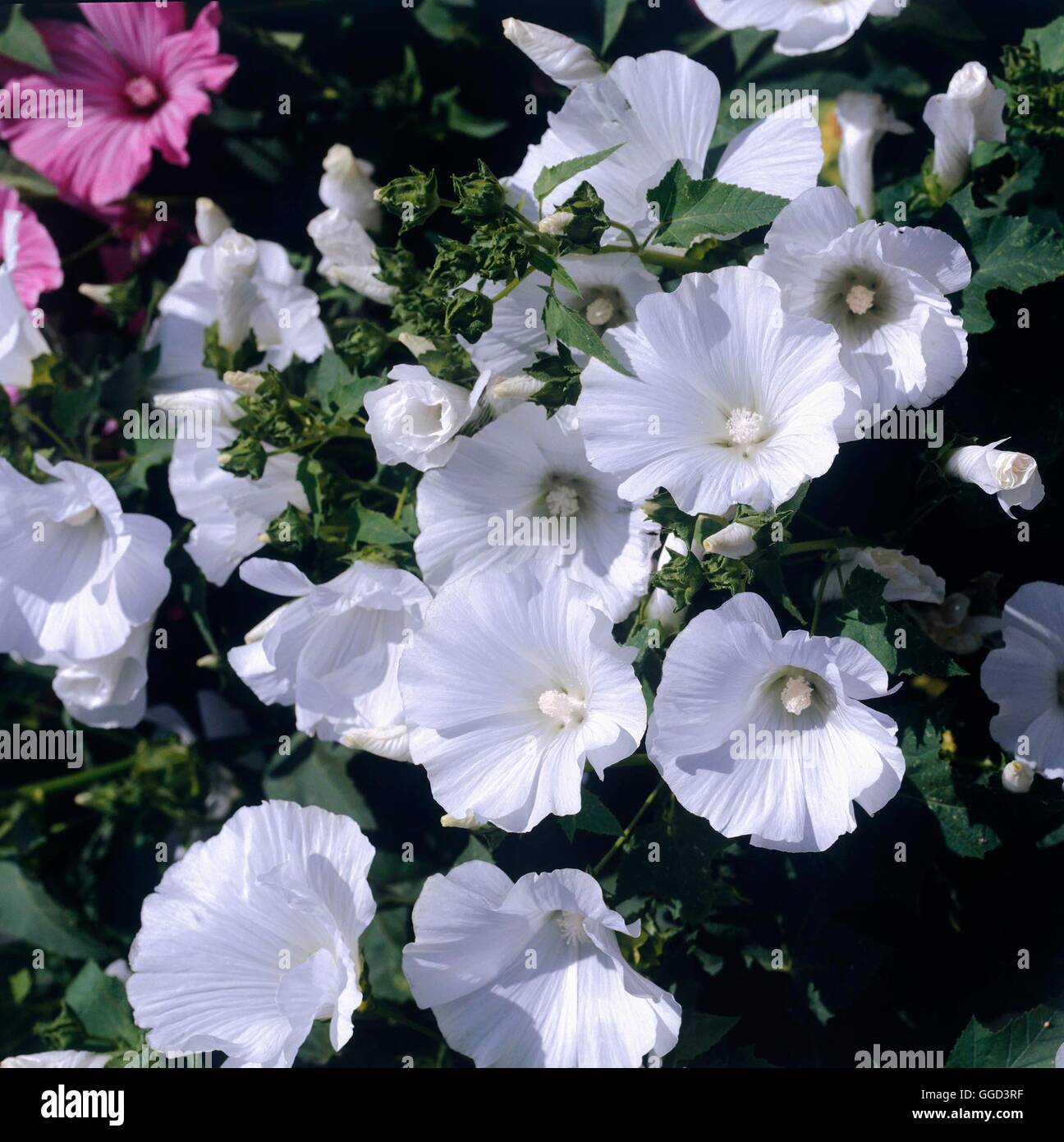 Lavatera trimestris - "Bianco bellezza' ANN070734 Foto Stock
