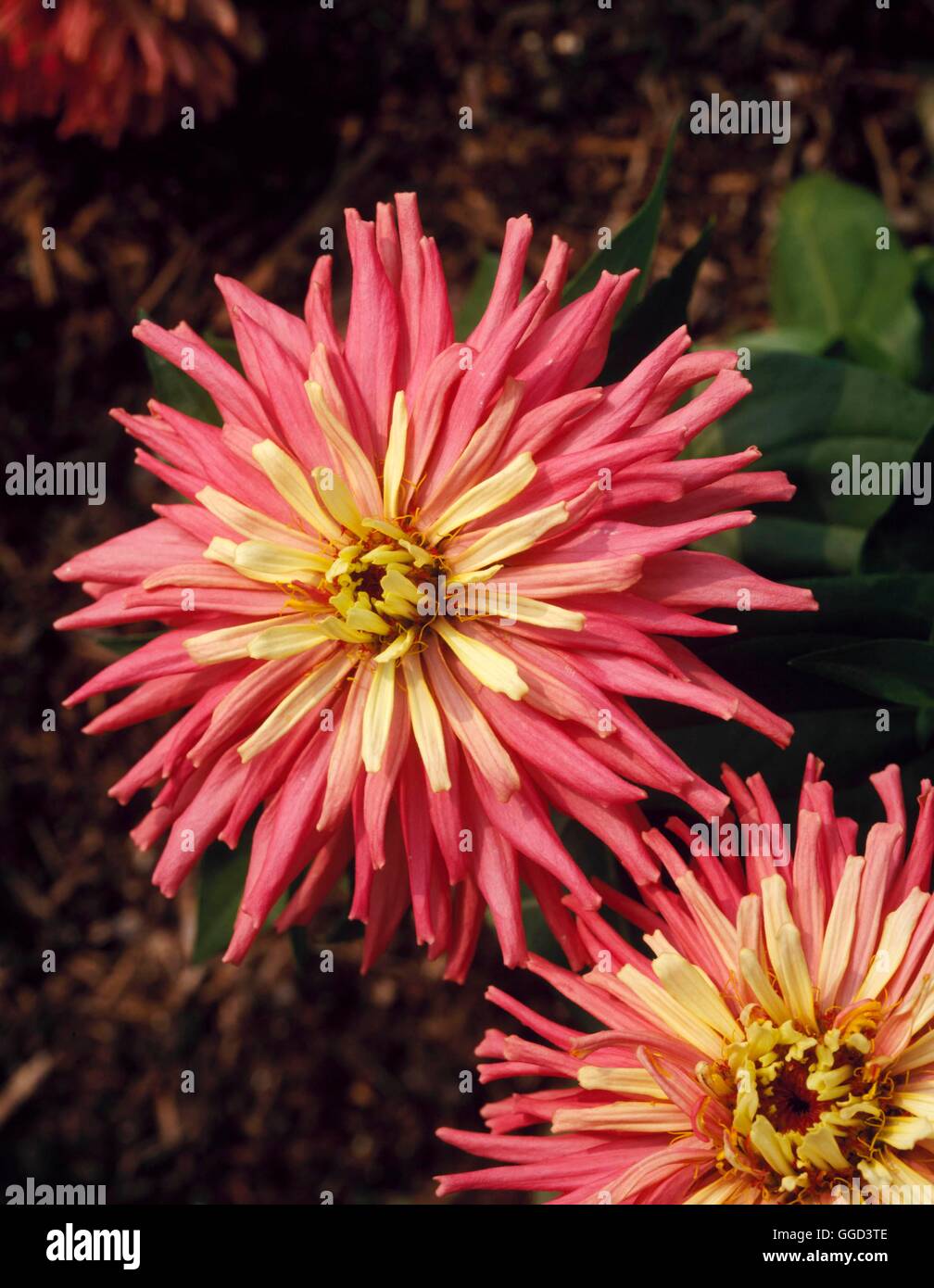 Zinnia elegans - 'Super giganti074195 ANN Foto Stock