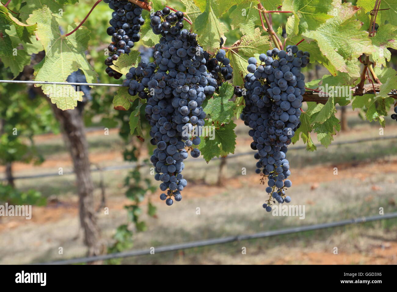 Vino rosso Uva su un vitigno nei vigneti di Wynns station wagon, Coonawarra , Australia Foto Stock