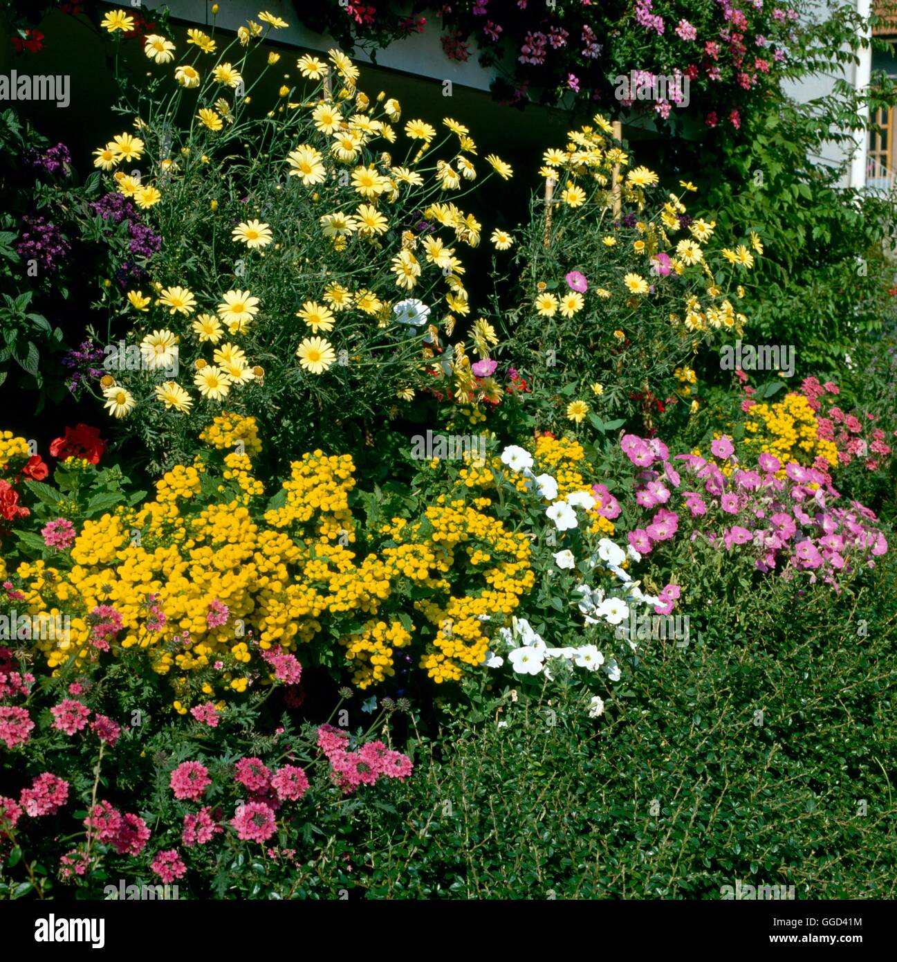 Annuari e piante perenni ANP031306 Foto Stock