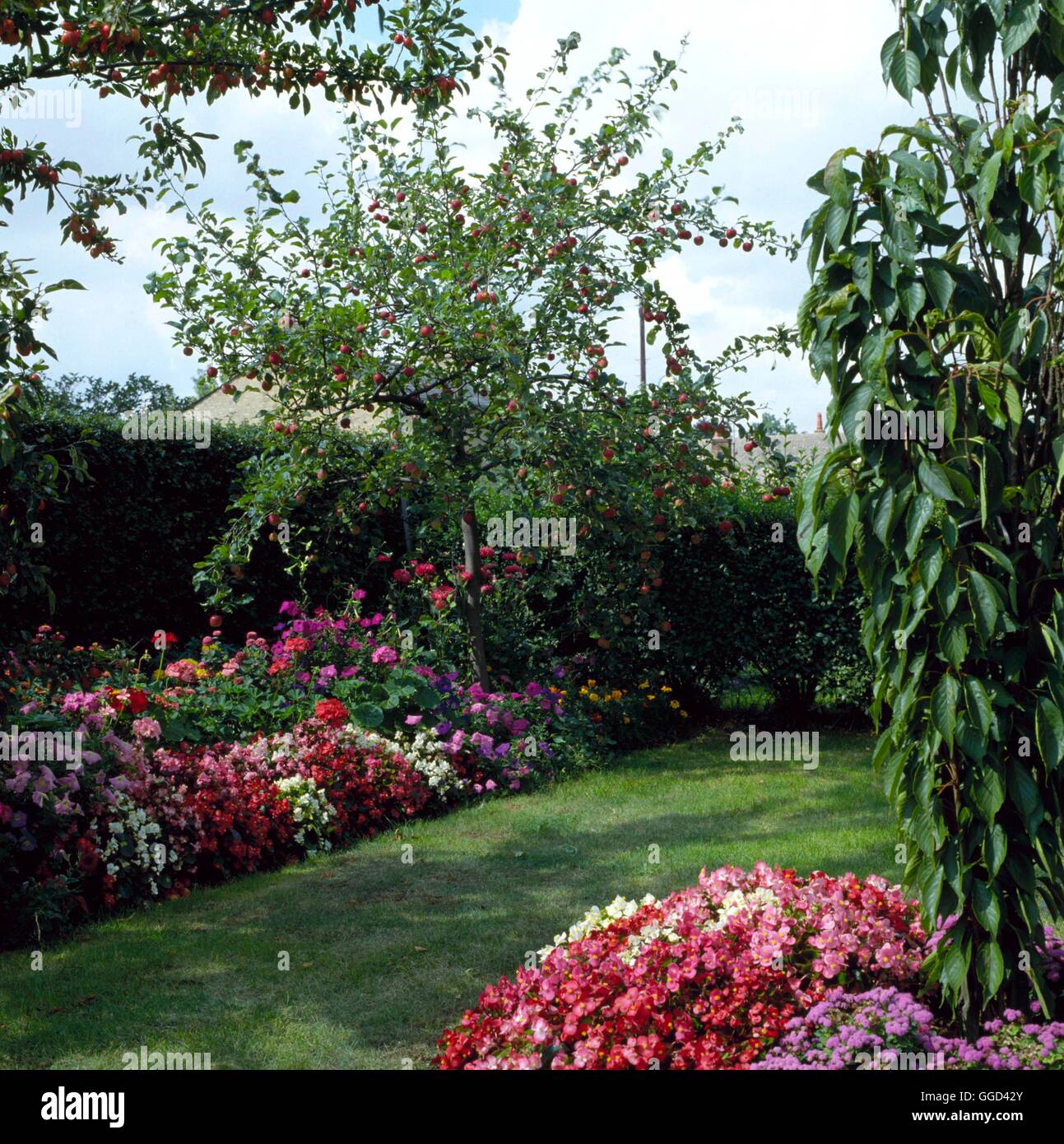 Autunno in giardino - con Malus nella frutta underplanted con biancheria da letto annuale- - (agosto/settembre) AUB030479 Foto Stock