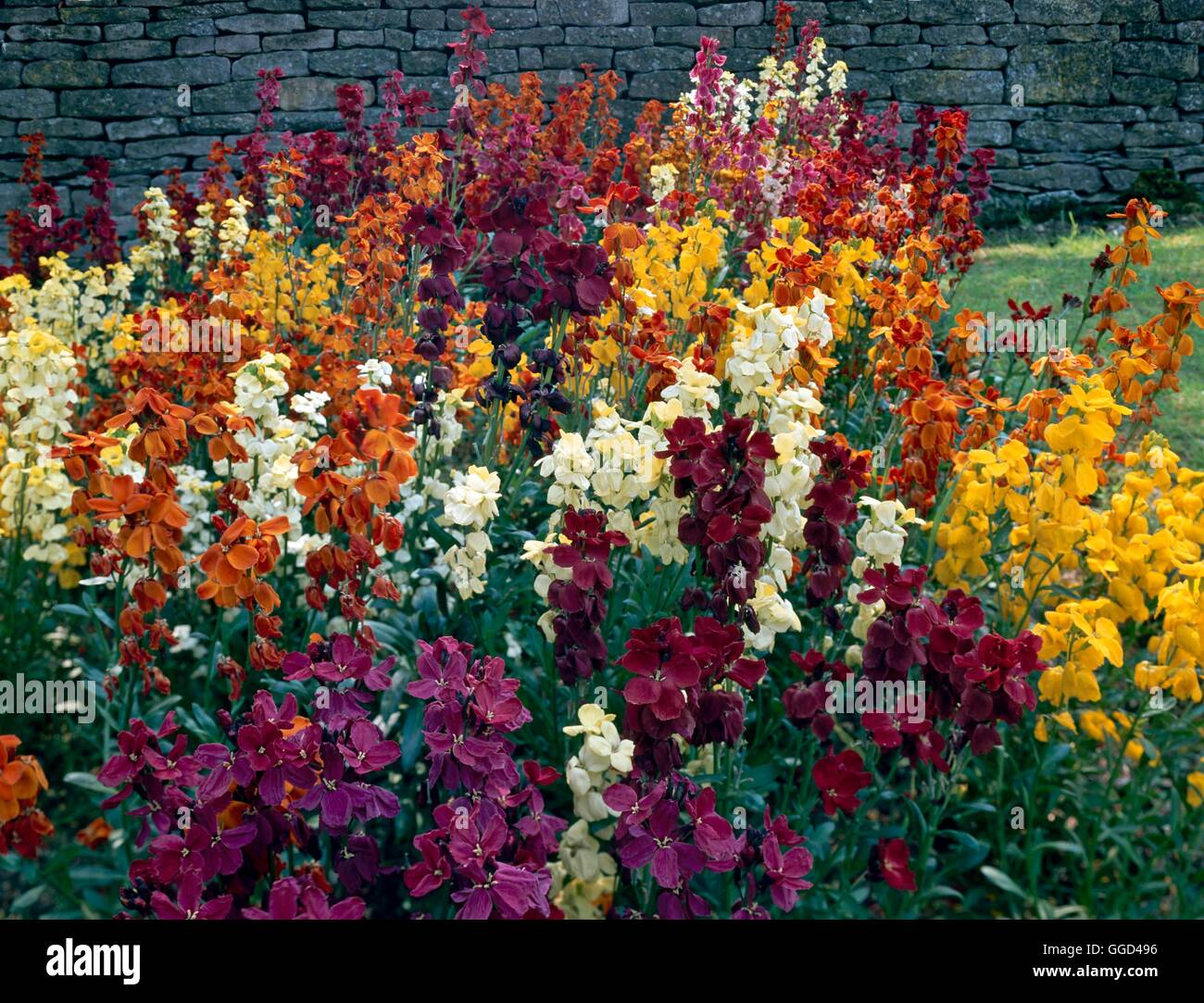 Violaciocca - (Cheiranthus cheiri) BIE082711 Foto Stock