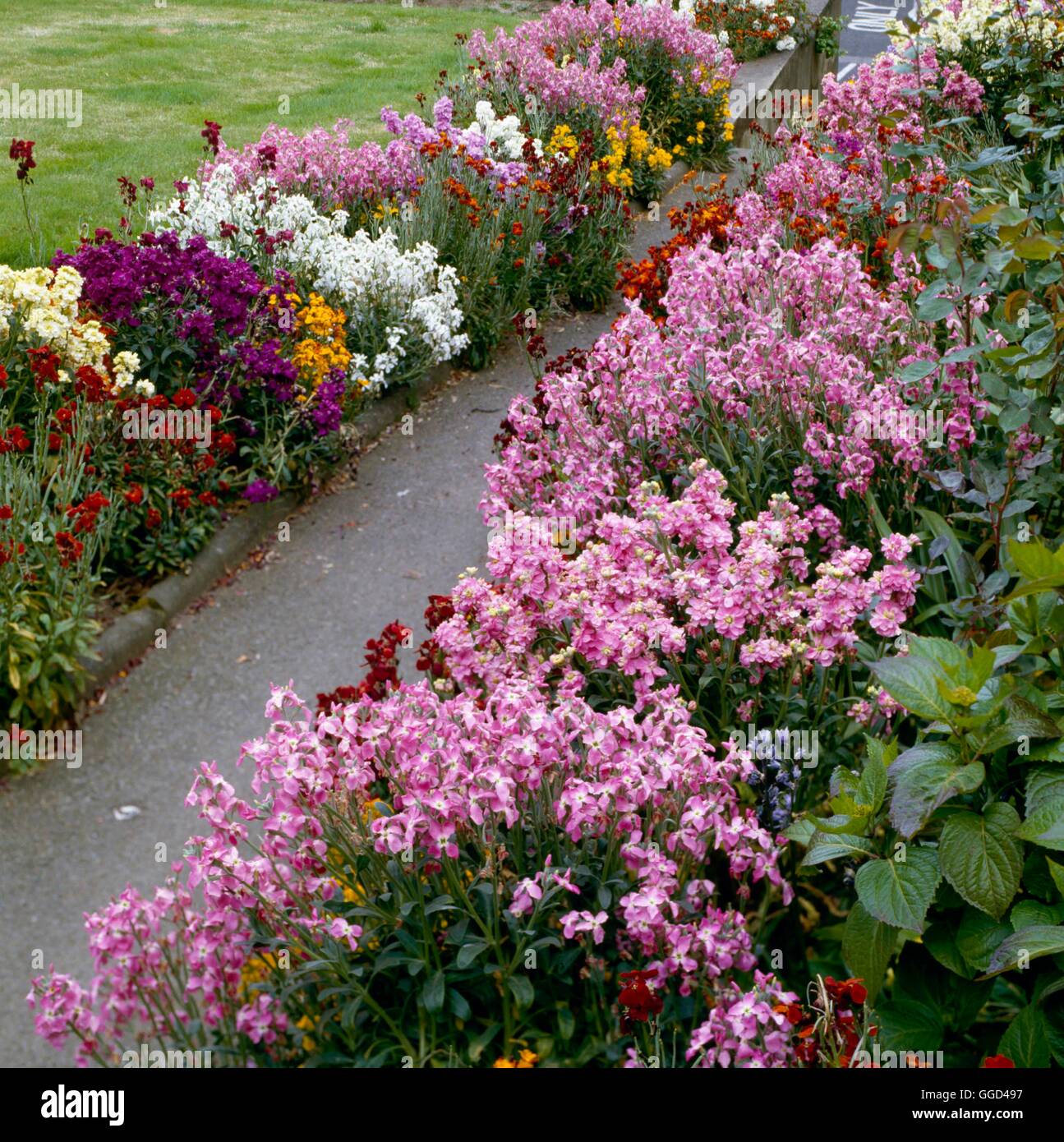 Giardino Biennale - piantate con scorte e Wallflowers BIG021080 /Photoshot Foto Stock
