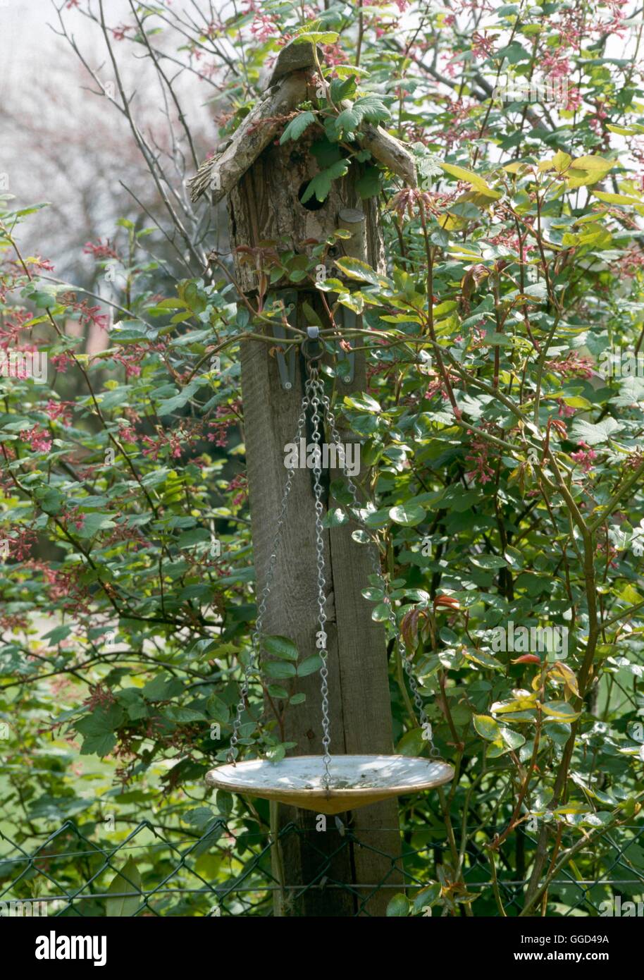 Uccelli - Casella di Nesting con vassoio di alimentazione sospesi al di sotto. BIR056262 Foto Stock