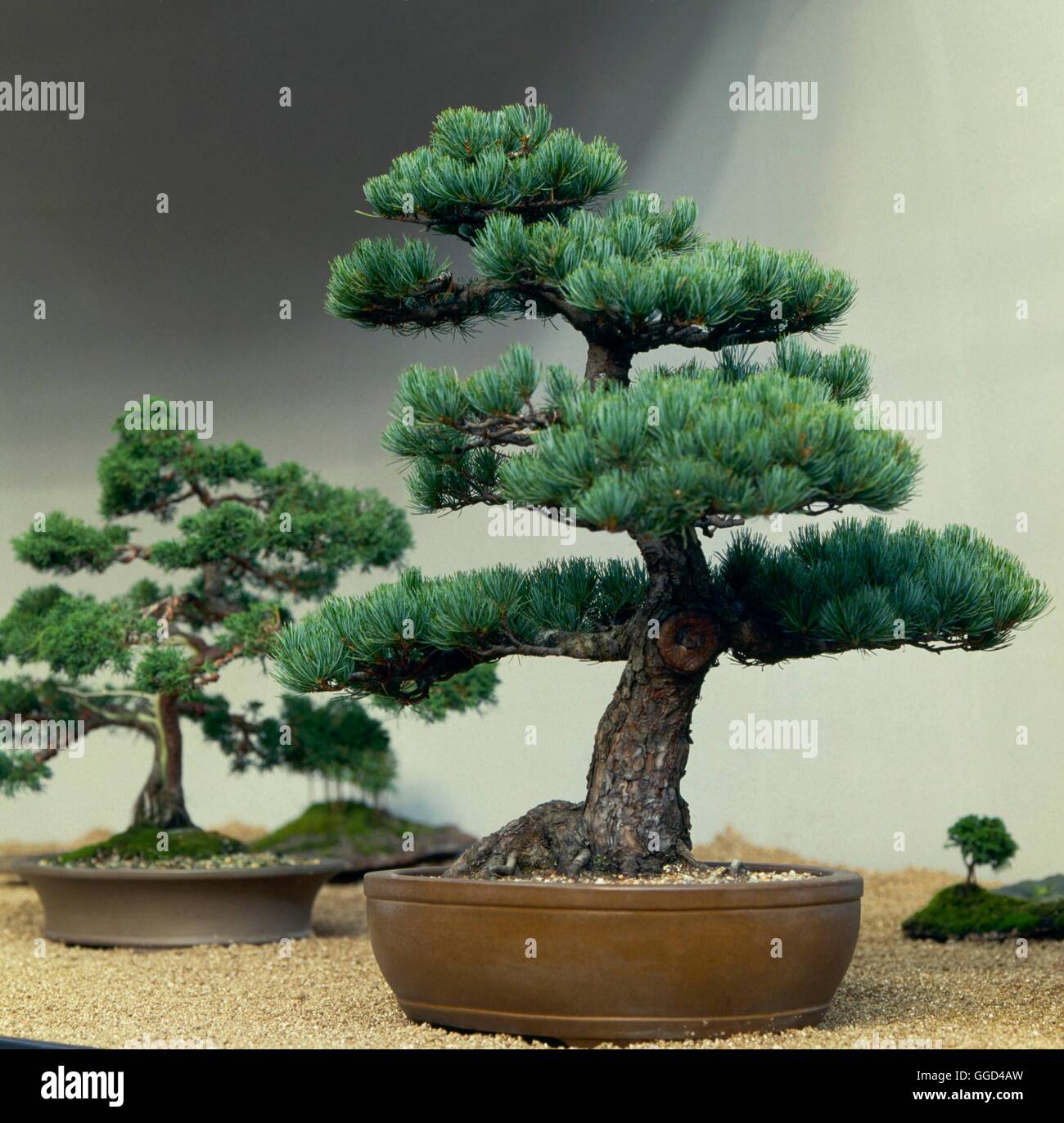 Bonsai - Pinus strobus pino bianco (Si prega di credito: Foto Hort/ Bill Giordania)' BON061978 ' Foto Stock