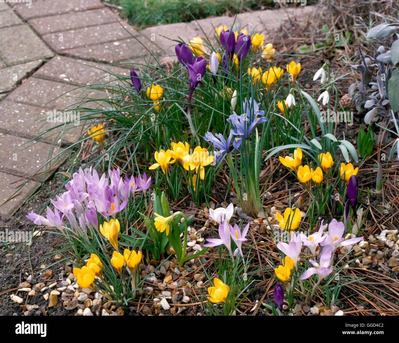 La lampadina in giardino - con Crocus Ciclamino Iris Narciso e Galanthus nel febbraio bug068594 Phot Foto Stock
