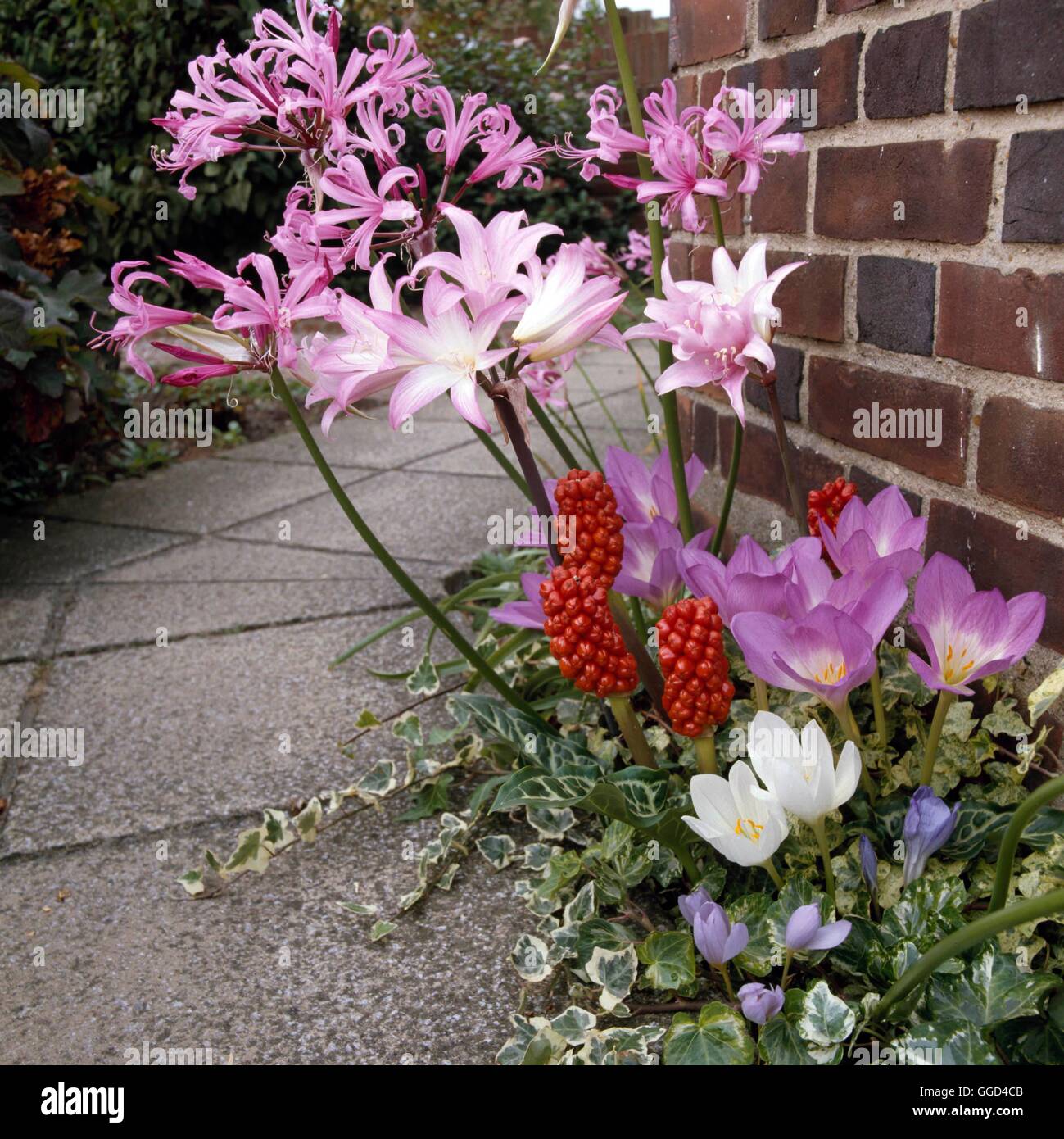 La lampadina Garden - estate / autunno - Autunno bulbi:- Nerine bowdenii Amaryllis belladonna Colchicum giganticum Arum italicu Foto Stock