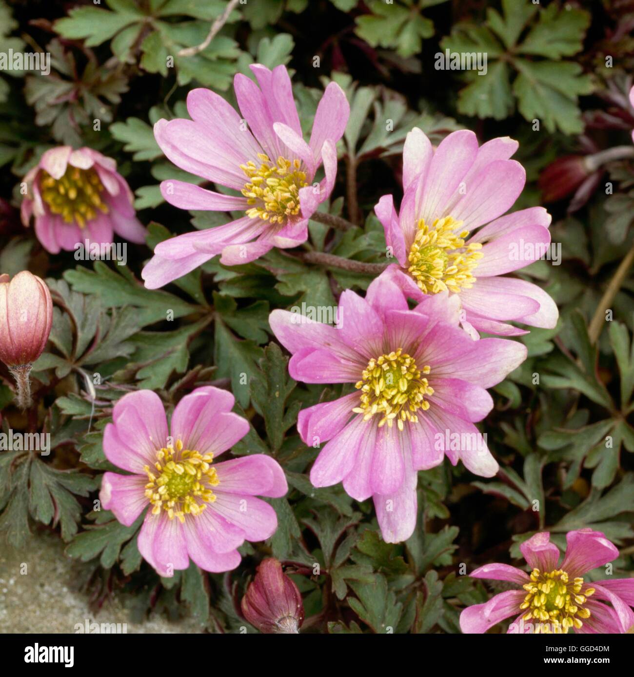 Anemone blanda - 'Rosa Star' BUL007615 Foto Stock
