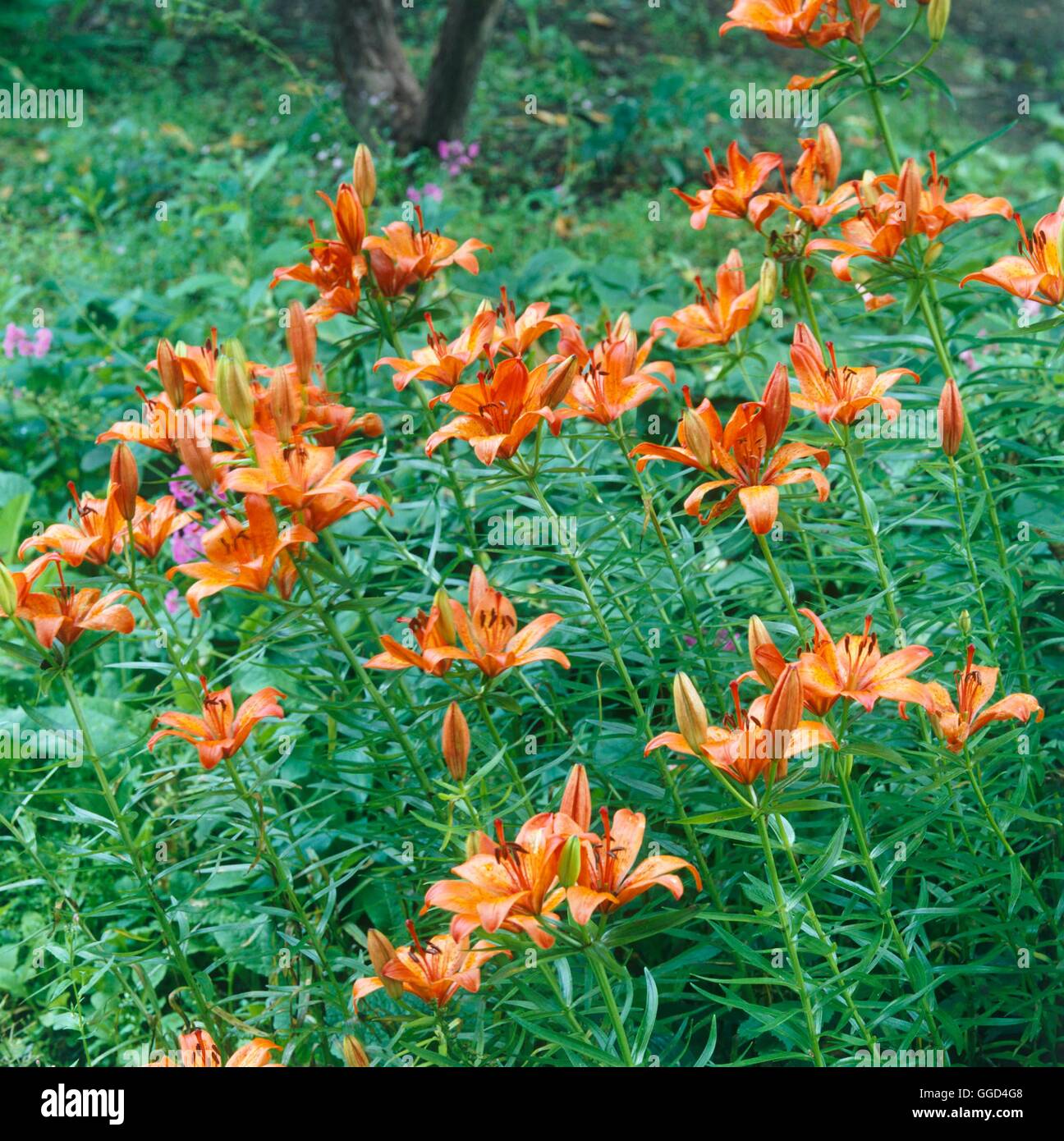 Il Lilium x hollandicum - 'invincibile' (asiatico) Ibrido BUL014903 Foto Stock