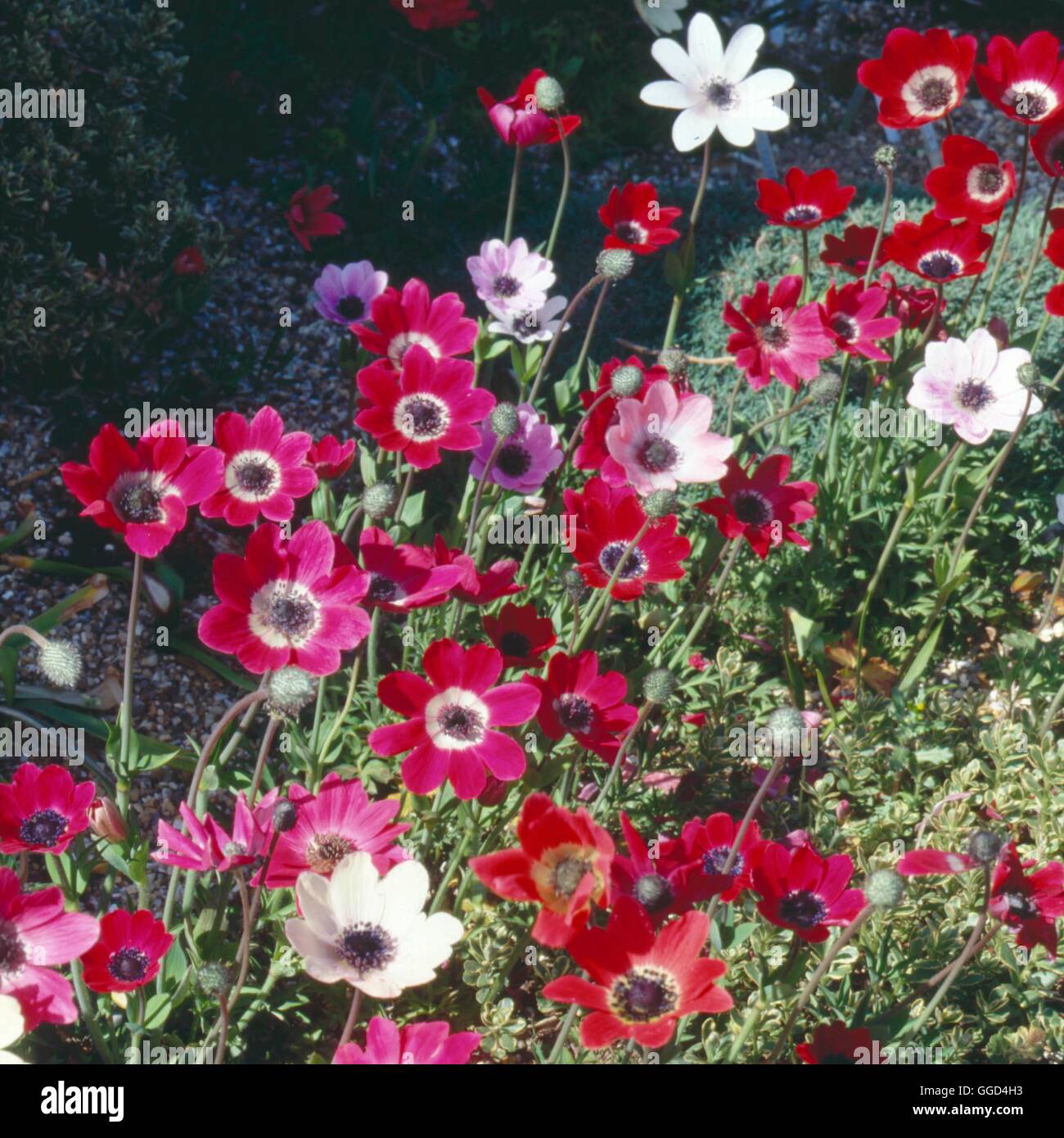 Anemone coronaria - de Caen gruppo BUL016979 Foto Stock