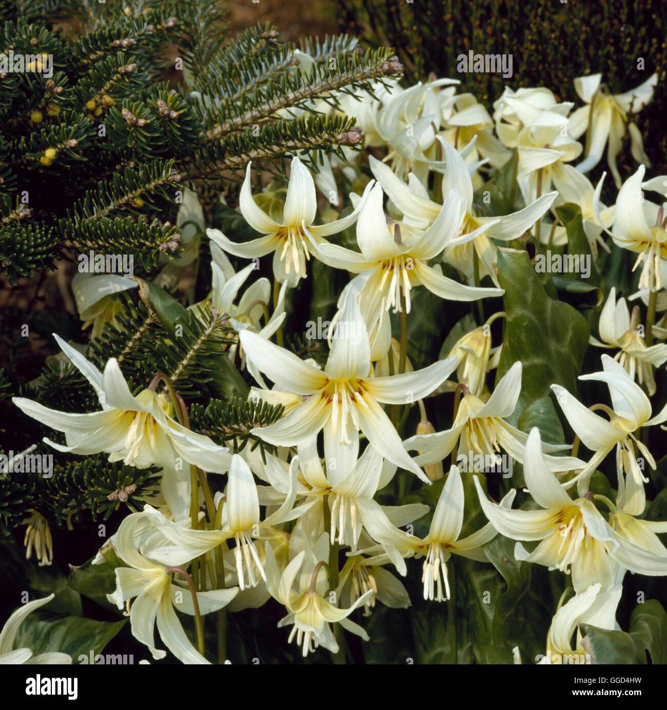 Erythronium californicum - "Bianco bellezza' AGM BUL019649 Foto Stock